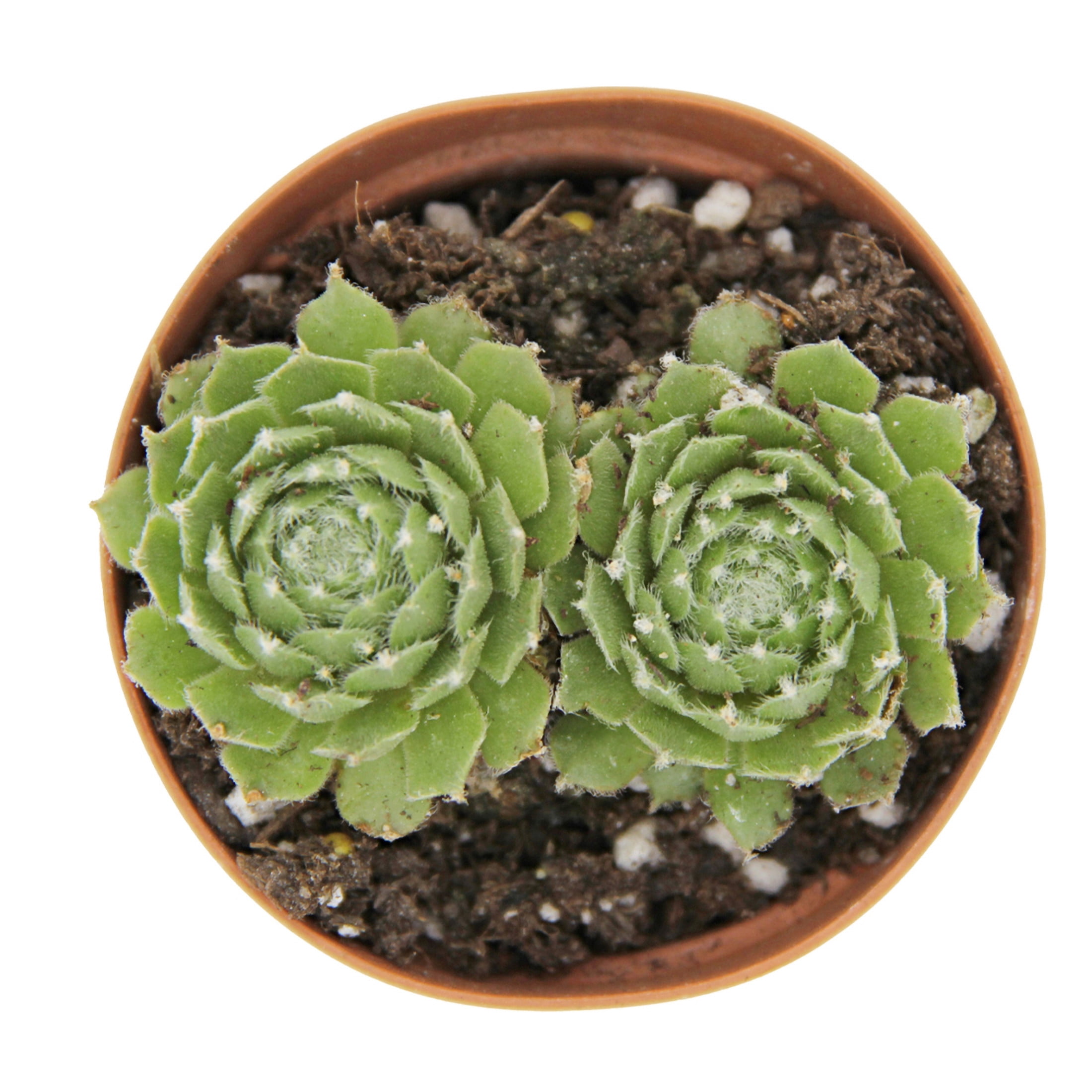ReptiCulture Assorted Sempervivum - Desert 2" Pot 3 pk