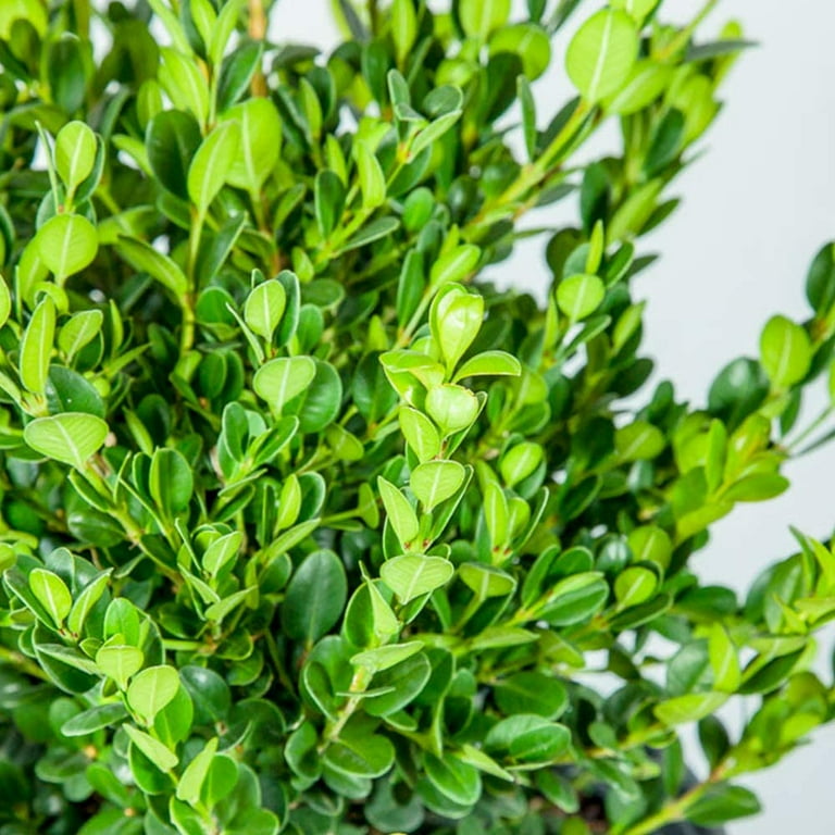 Cricket's Nursery 1 gal Wintergreen Boxwood Live Shrub