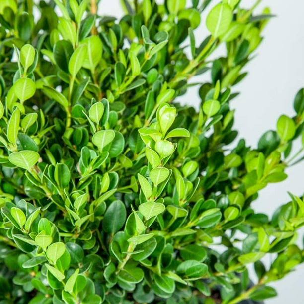 1 Gal. Wintergreen Boxwood Popular Hedge Plant