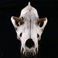 thumbnail image 6 of Resin Skull Decor Coyote Animal Artwork Cabin Table Top Decorative Sculptures, 6 of 7