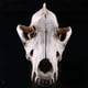 thumbnail image 3 of Resina cráneo decoración realista esqueleto cabeza coyote esculturas decorativas estilo gótico estilo anatómico enseñando apoyo para fiesta de halloween Yuarrent HA011086-00B, 3 of 7