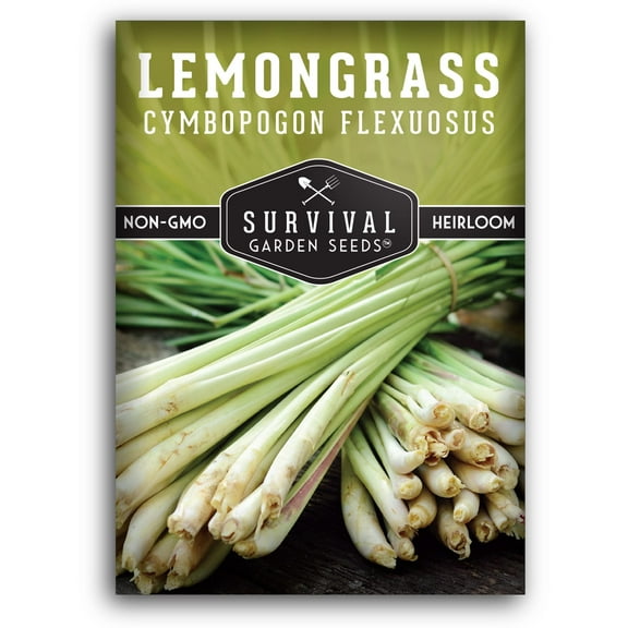 Lemongrass Seeds for Planting - Full Sun Annual Herb (1 Pack)