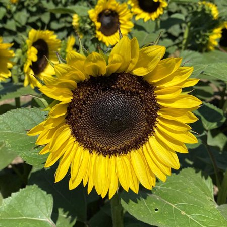 Sunflower Seeds - ProCut Lemon - Packet - Yellow Flower Seeds, Hybrid Seed Attracts Bees, Attracts Butterflies, Attracts Hummingbirds, Easy to Grow & Maintain, Edible, Fast Growing,