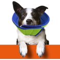 thumbnail image 4 of Collar de recuperación Collar isabelino resistente al agua Collar protector ajustable de recuperación Collar de cono para perro, 4 of 5