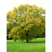 (4-Pack) Hackberry, Celtis occidentalis, Tree Seeds (Fast, Hardy, Fall Color, Edible)