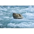 thumbnail image 2 of Souders, Paul 14x11 Gold Ornate Wood Framed with Double Matting Museum Art Print Titled - Alaska-South Sawyer Harbor Seal resting on icebergs calved from South Sawyer Glacier in Tracy Arm, 2 of 4