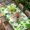 Pink Green, variant on St. Patrick's Day Table Cloths for 4 Foot Rectangle Tables, Spring Lucky Green Shamrock Cloud Blue Patio Waterproof Elastic Fitted Tablecloths, Washable Rectangular Table Cover for Camping