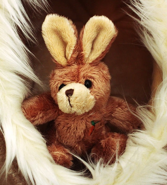 hare teddy