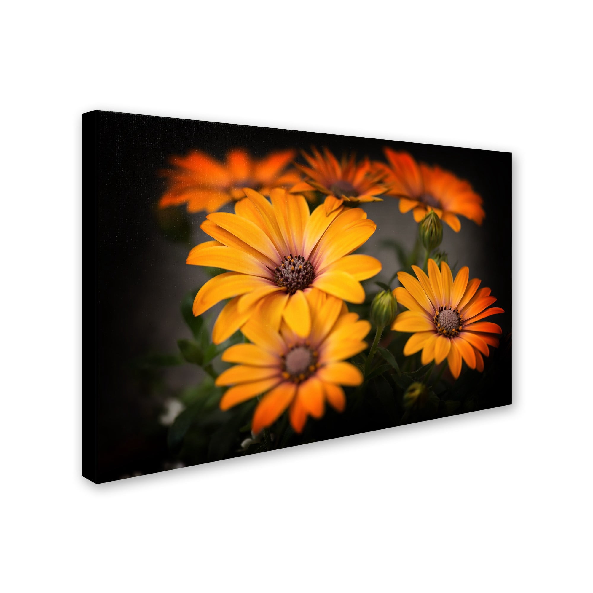 Trademark Fine Art "Stand Up" Canvas Art by Philippe Sainte-Laudy