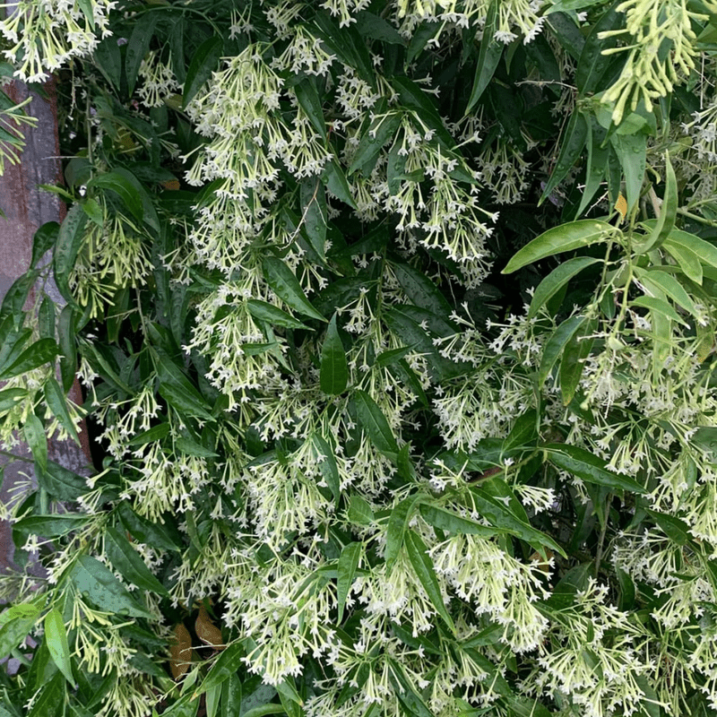Night Blooming Jasmine Live Plant, Cestrum Nocturnum Plant, Jasmine Vine Plants from 4 to 7 Inches Tall for Outdoor Garden