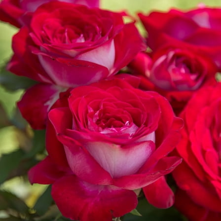 Double Delight Dormant Bare Root Hybrid Tea Rose, Includes one dormant plant per order