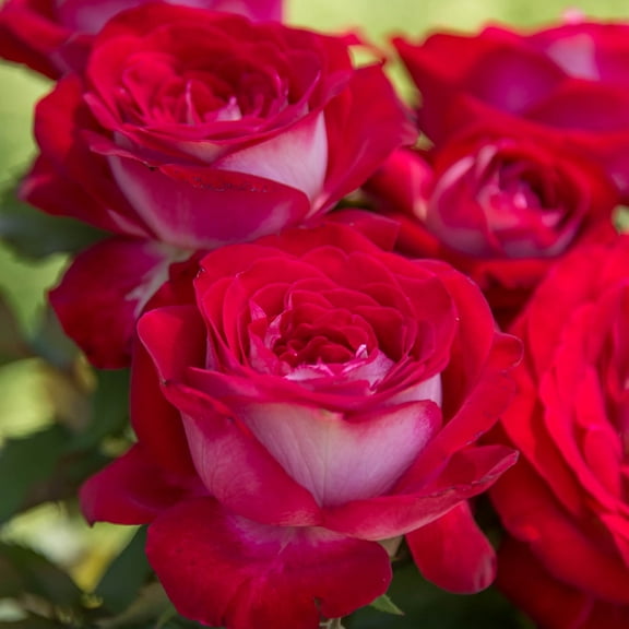 Double Delight Dormant Bare Root Hybrid Tea Rose, Includes one dormant plant per order