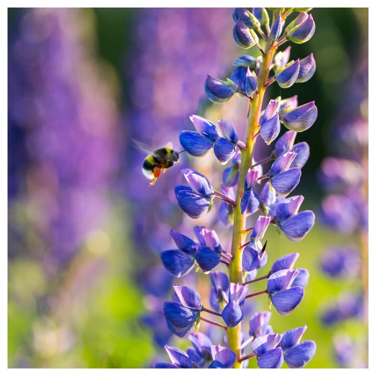 Everwilde Farms - 1 oz Wild Lupine Native Wildflower Seeds - Gold Vault Bulk Seed Packet
