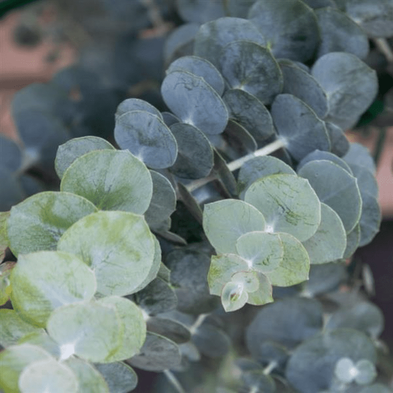 Baby Blue Eucalyptus Live Plant, Well Rooted for Planting Indoor Outdoor Landscape, 2.5 Inches Tall