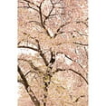 thumbnail image 3 of Millet, Karyn 11x14 Black Modern Framed Museum Art Print Titled - In Bloom XXII, 3 of 5