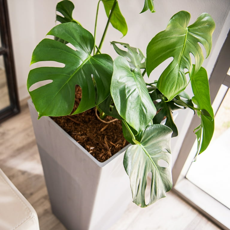 XBrand Modern 30-Inch Tall Square Planter, Modern Tapered