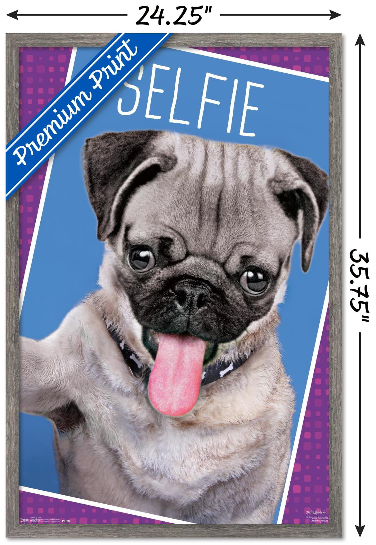 Keith Kimberlin - Kittens - Pug - Selfie Wall Poster, 22.375" x 34", Framed
