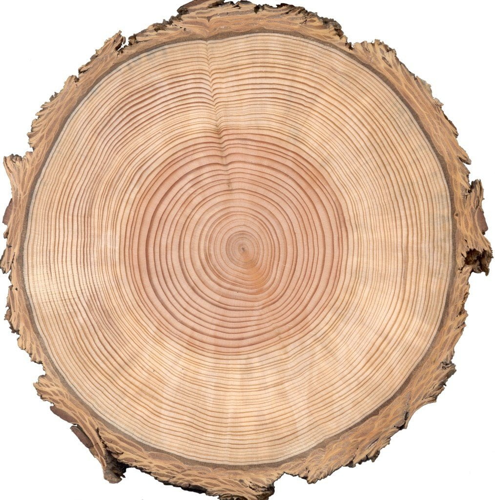 Wood Tree Ring Edible Cake Topper Image ABPID00173