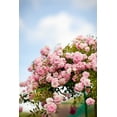 thumbnail image 2 of Millet, Karyn 13x18 Black Ornate Wood Framed with Double Matting Museum Art Print Titled - Spring Blossoms I, 2 of 4