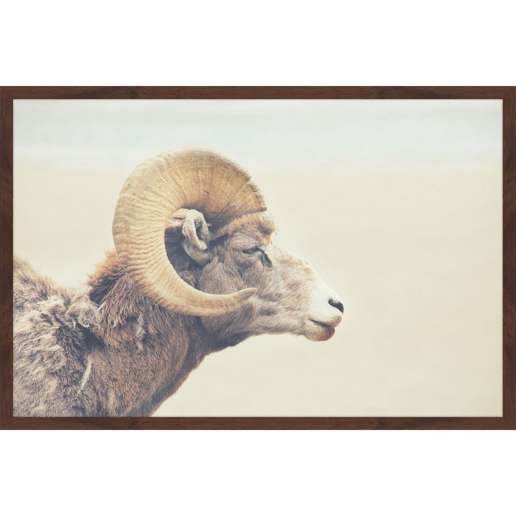 Marmont Hill "Curled Horns" Framed Painting Print