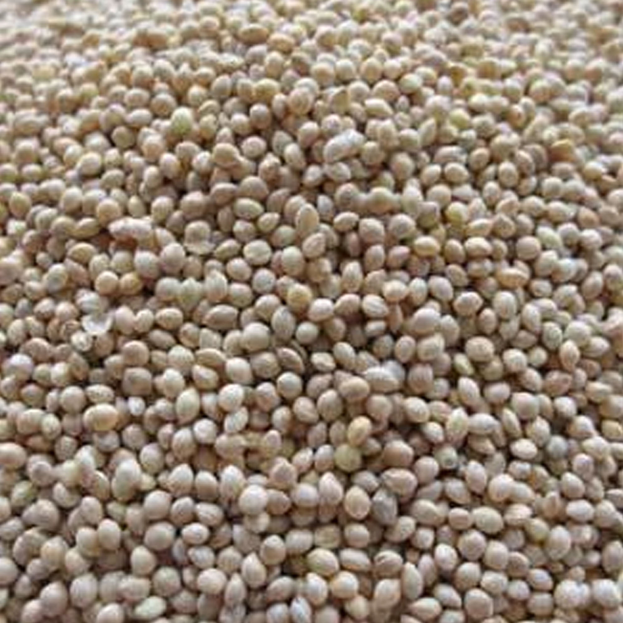 White Proso Millet 1 OZ 5,000 Seeds NonGMO, Open Pollinated