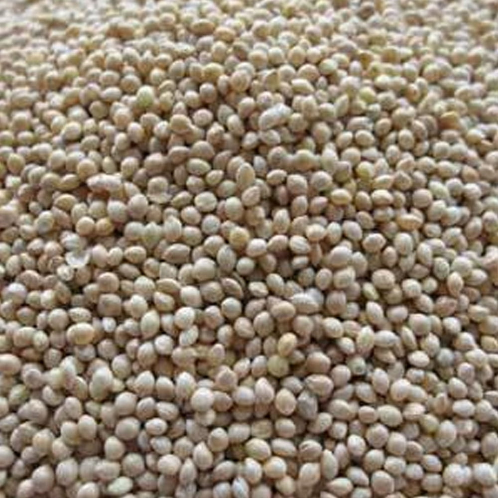 White Proso Millet 1 LB 80,000 Seeds NonGMO, Open Pollinated