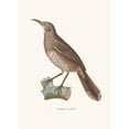 thumbnail image 3 of Coenraad Jacob Temminck 11x14 Black Modern Framed Museum Art Print Titled - Pomatorin Grivele (1838), 3 of 5
