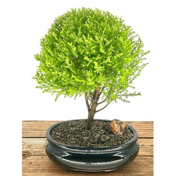 Bonsai Boy of   York b2089 Lemon Cypress Bonsai Tree - Medium - Cupressus Macrocarpa