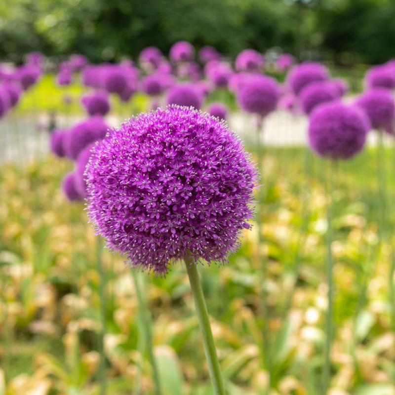 100 Allium Seeds for Planting, Giant Purple Blooming Onion Bulbs, Large Perennial Flower Bulbs for Spring and Summer Garden
