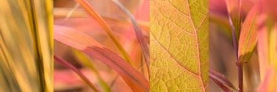 Amber Pink Collage