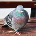 thumbnail image 4 of BESTYASH 100pcs Quail Leg Bands Sky-Blue Plastic Tracking For Breeders Pigeons Racing, 4 of 6
