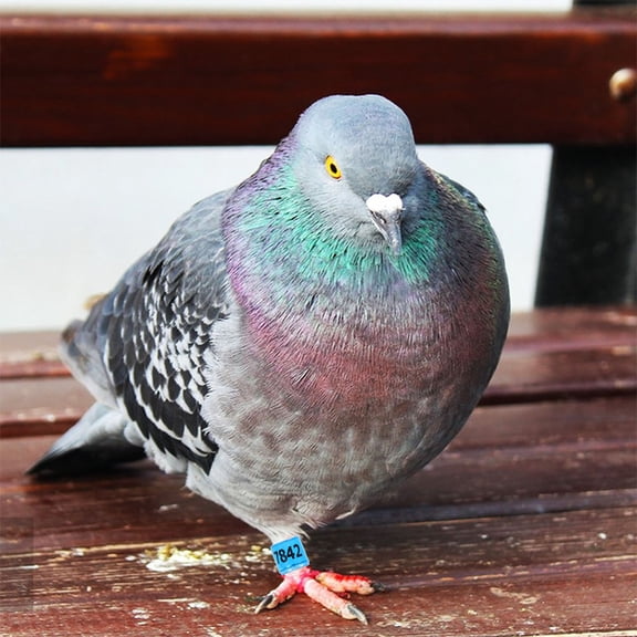 Baluue 100Pcs Numbered Clip on Leg Rings for Pigeons Sky Blue Durable Material