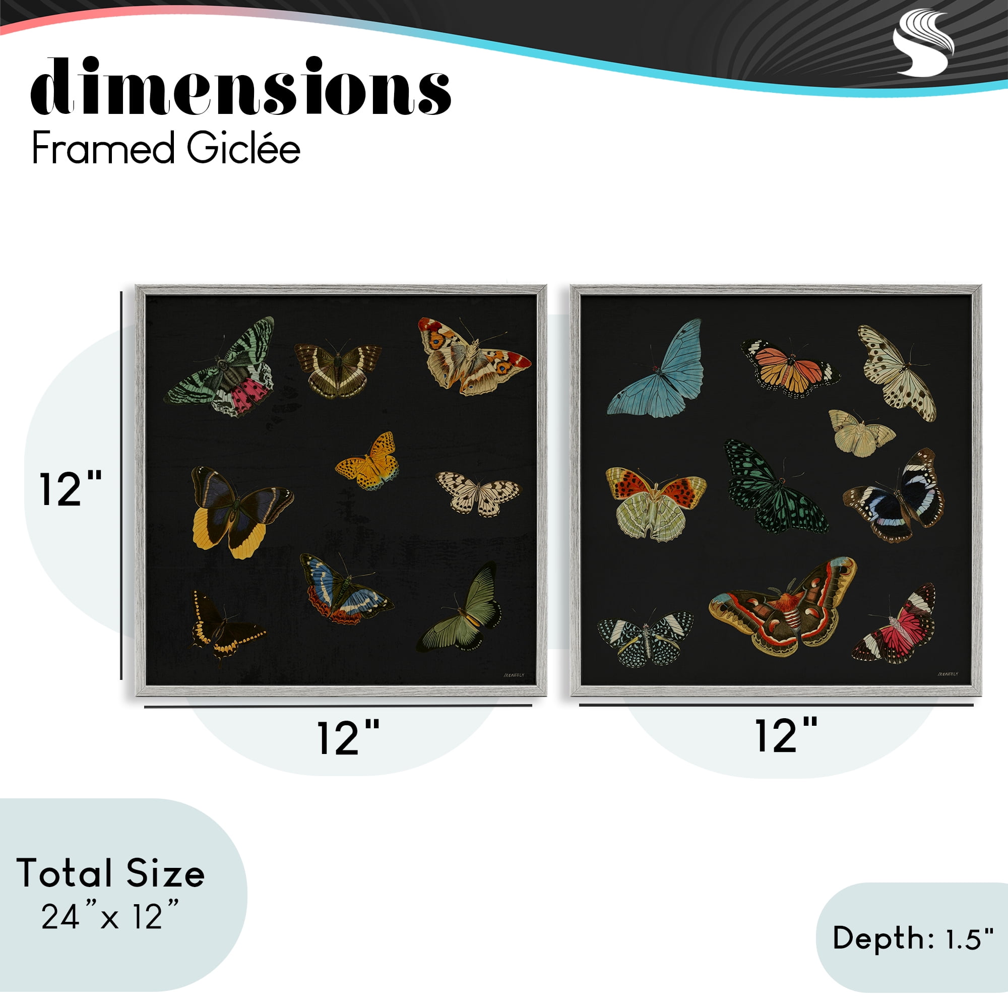 Stupell Industries Entomology Collection on Black 2 Piece Gray Framed Giclee Art Set, design by Dan Meneely