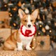 thumbnail image 1 of Bufanda Navideña Tejida para Perros y Gatos | Adorno de Cuello de Poliéster Cálido Hecho a Mano | Cuello Ajustable para Fotos Navideñas, Comidas y Paseos | Bonito y Acogedor Accesorio de Regalo de In, 1 of 6