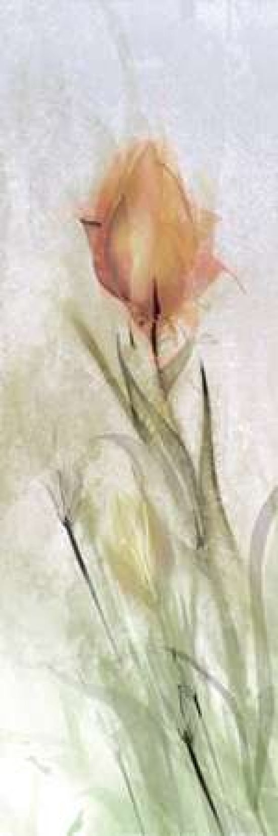 Tulip Breeze I Canv