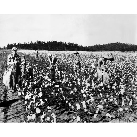 Workers Picking Cotton History (36 x 24)