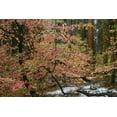 thumbnail image 2 of Thomas, Alain 14x11 Black Ornate Wood Framed with Double Matting Museum Art Print Titled - Dogwoods and Sequoia, 2 of 4