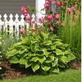 Mixed HeartShaped Hosta Plants 3 Bare Roots Rich Green Foliage