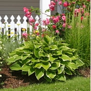 Mixed Heart-Shaped Hosta Plants - 3 Bare Roots - Rich Green Foliage, Low Maintenance, Hardy Shade Tolerant Perennials