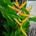 thumbnail image 2 of 2 Yellow Gold Bird of Paradise Plant Live from 6-11 Inch, Suitable for Outdoor Garden, 2 of 6