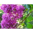 thumbnail image 1 of 35 LILAC Light Purple CREPE MYRTLE Lagerstroemia Indica Flowering Shrub Bush Small Tree Seeds, 1 of 1
