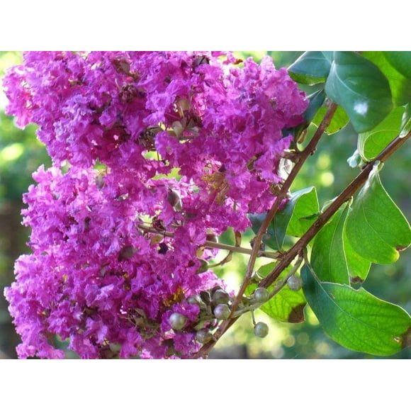 35 LILAC Light Purple CREPE MYRTLE Lagerstroemia Indica Flowering Shrub Bush Small Tree Seeds