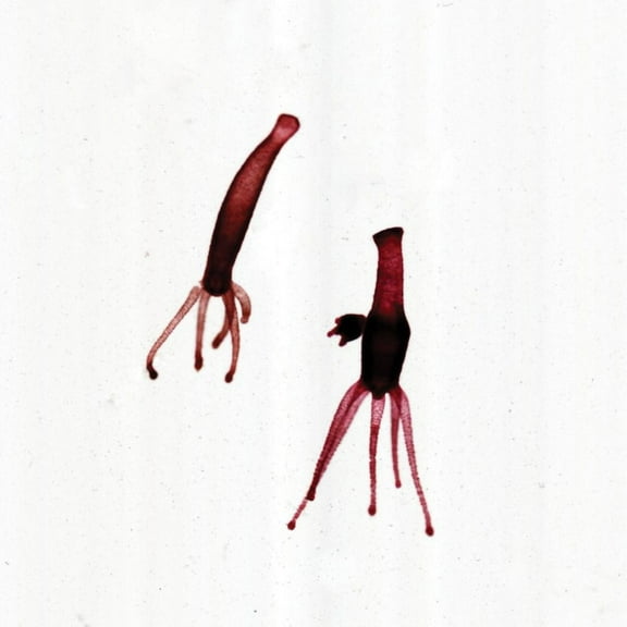 Hydra Plain And Budding, W.M. Microscope Slide