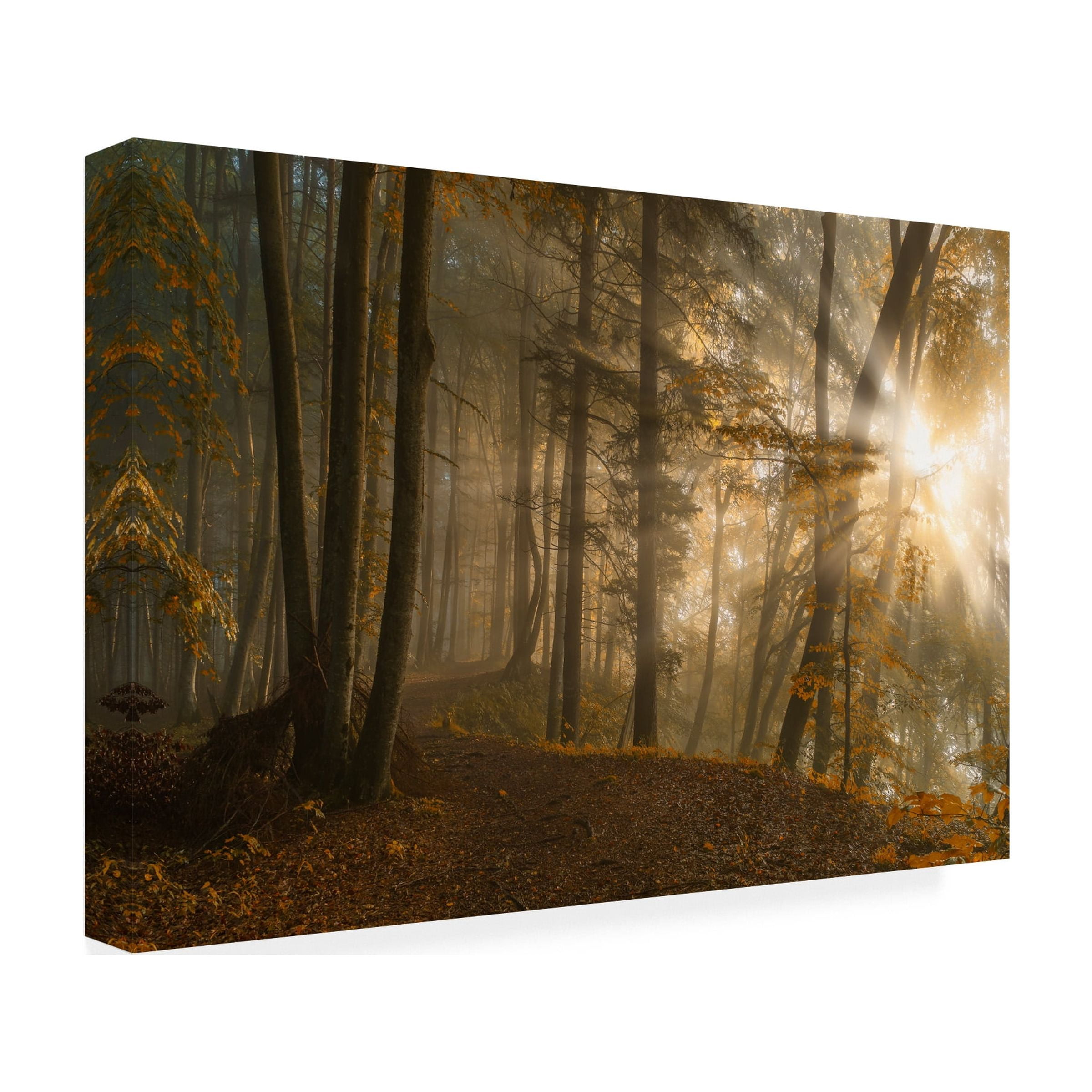 Norbert Maier 'Forest Light' Canvas Art