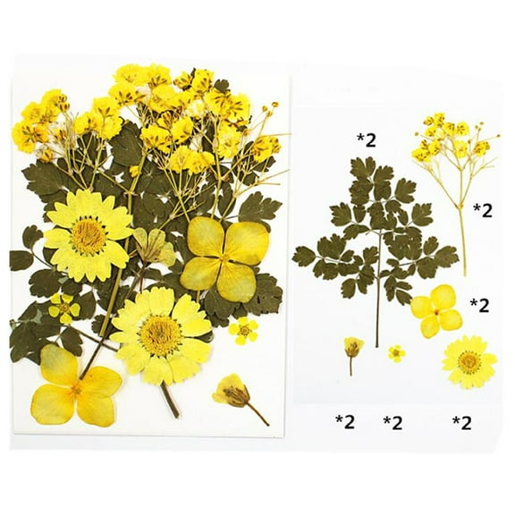 1 Pack Dried Flower Natural Dry Plants For Craft DIY Materia Accessories