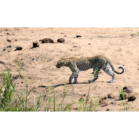 LAMINATED POSTER Nature Leopard Wildlife Kruger Park South Africa Poster Print 24 x