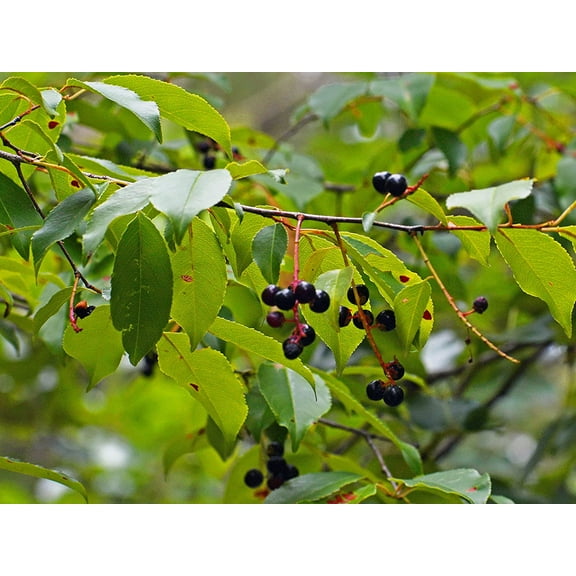 2 Black Cherry Tree Seedlings to Plant