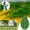 B, variant on NIZELUK Clearance Plant Growth Climbing Fixing Clip, Traceless Self-Adhesive Green Plant Clips for Climbing Plants, Available in 50pc or 100pc Sets Clearance Sales Today Deals Prime