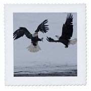 3dRose USA, Alaska, Chilkat River. Bald eagle - US02 BJA0296 - Jaynes Gallery - Quilt Square, 6 by 6-inch