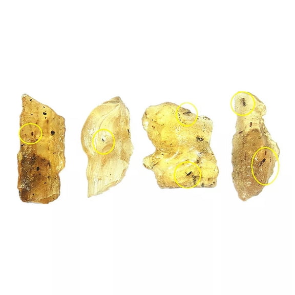 MATROOY 1x Amber Stone with FLY Insect.FLY Trapped in Amber Stone.Insects in Amber Stone